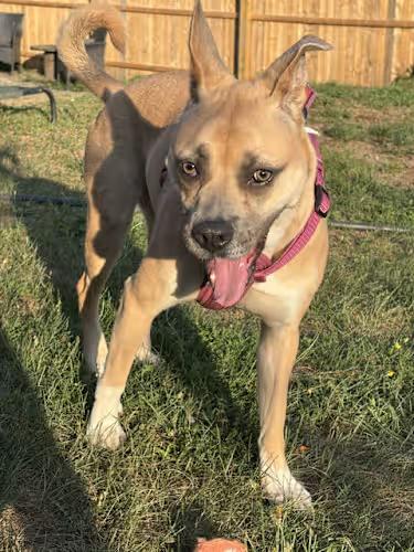 Enlarge Libby Lou, a Adoptable mixed breed in Watertown, CT image 4/4