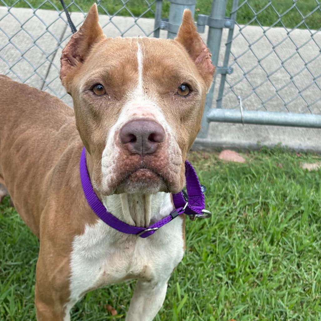 Mamacita, Adoptable, Adult Female Pit Bull Terrier.