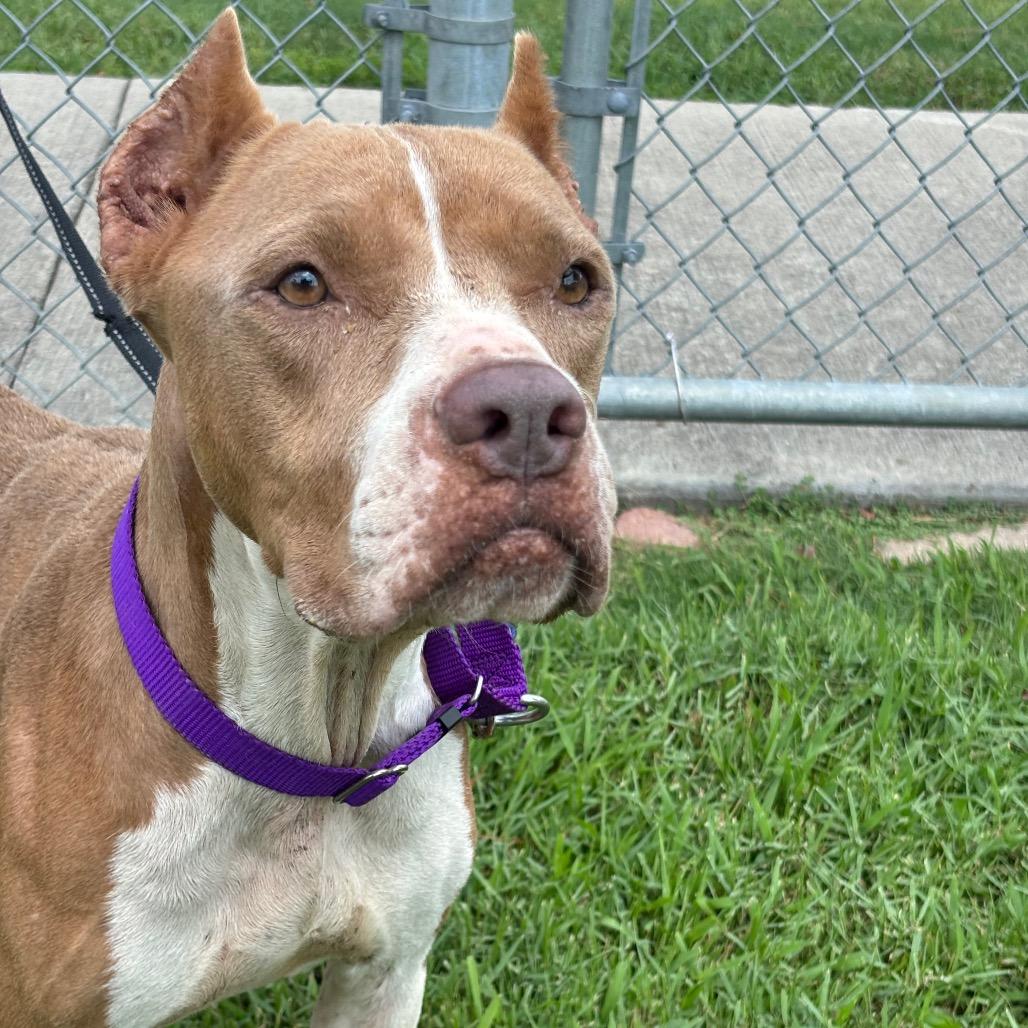 Enlarge Mamacita, a Adoptable mixed breed in League City, TX image 2/6