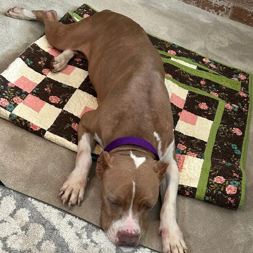 Enlarge Mamacita, a Adoptable mixed breed in League City, TX image 3/6