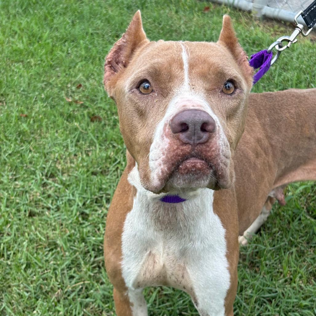 Enlarge Mamacita, a Adoptable mixed breed in League City, TX image 3/6