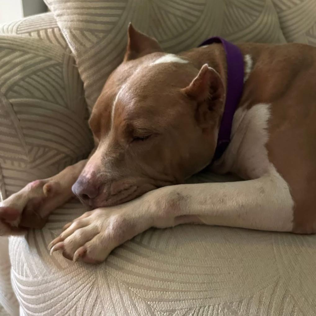 Enlarge Mamacita, a Adoptable mixed breed in League City, TX image 4/6