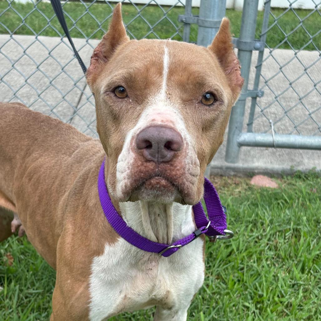 Enlarge Mamacita, a Adoptable mixed breed in League City, TX image 5/6