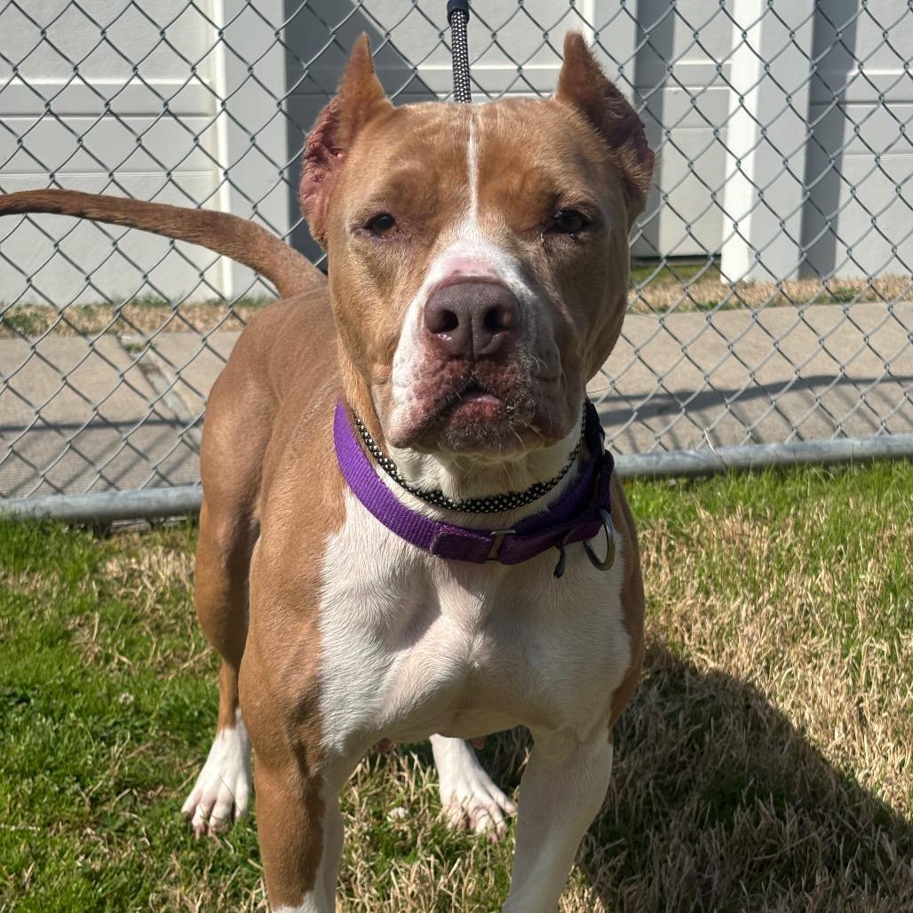 Enlarge Mamacita, a Adoptable mixed breed in League City, TX image 6/6