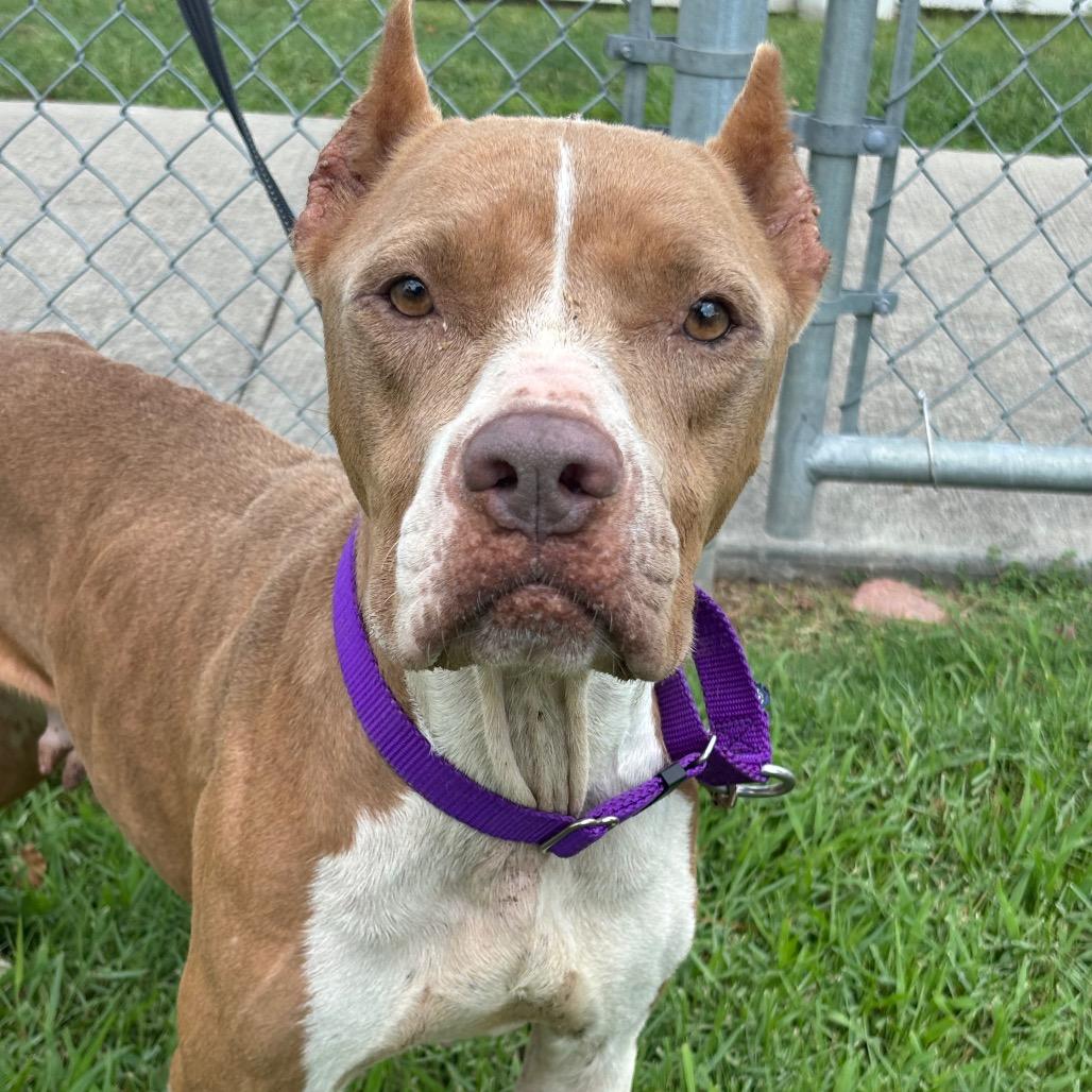 Enlarge Mamacita, a Adoptable mixed breed in League City, TX image 6/6