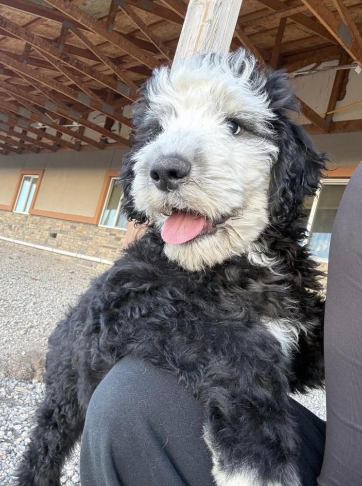 Dahlstrom / Whisk, Adopted, Puppy Male Poodle & English Shepherd.