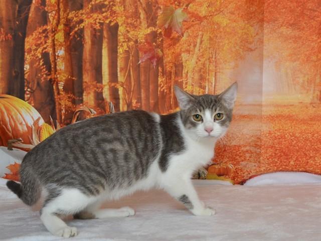 Enlarge GANSITO, a Adoptable mixed breed in Oroville, CA image 1/1