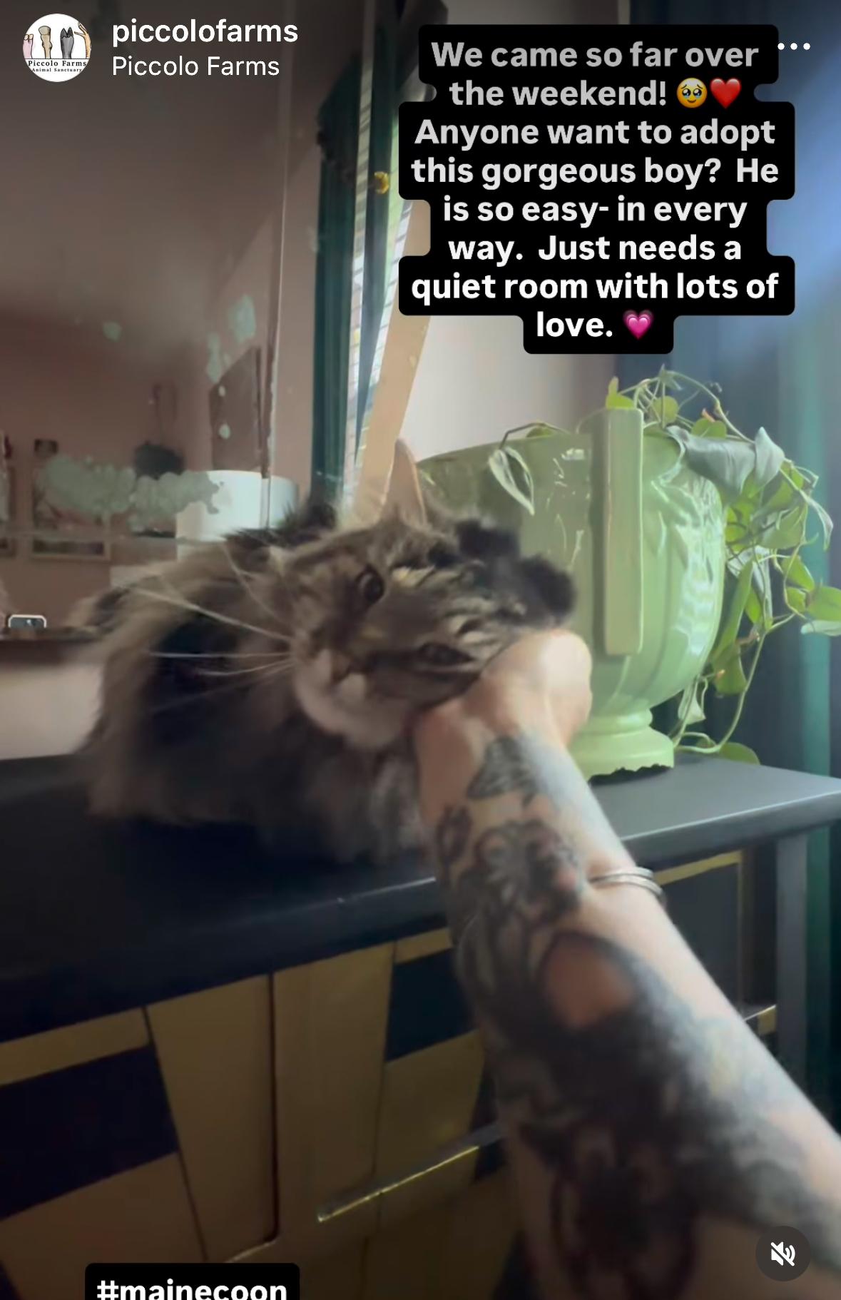 Hillwood, Adopted, Adult Male Maine Coon.