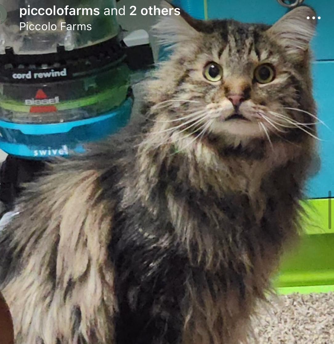 Hillwood, a Adopted Maine Coon in Whites Creek, TN image 2/2