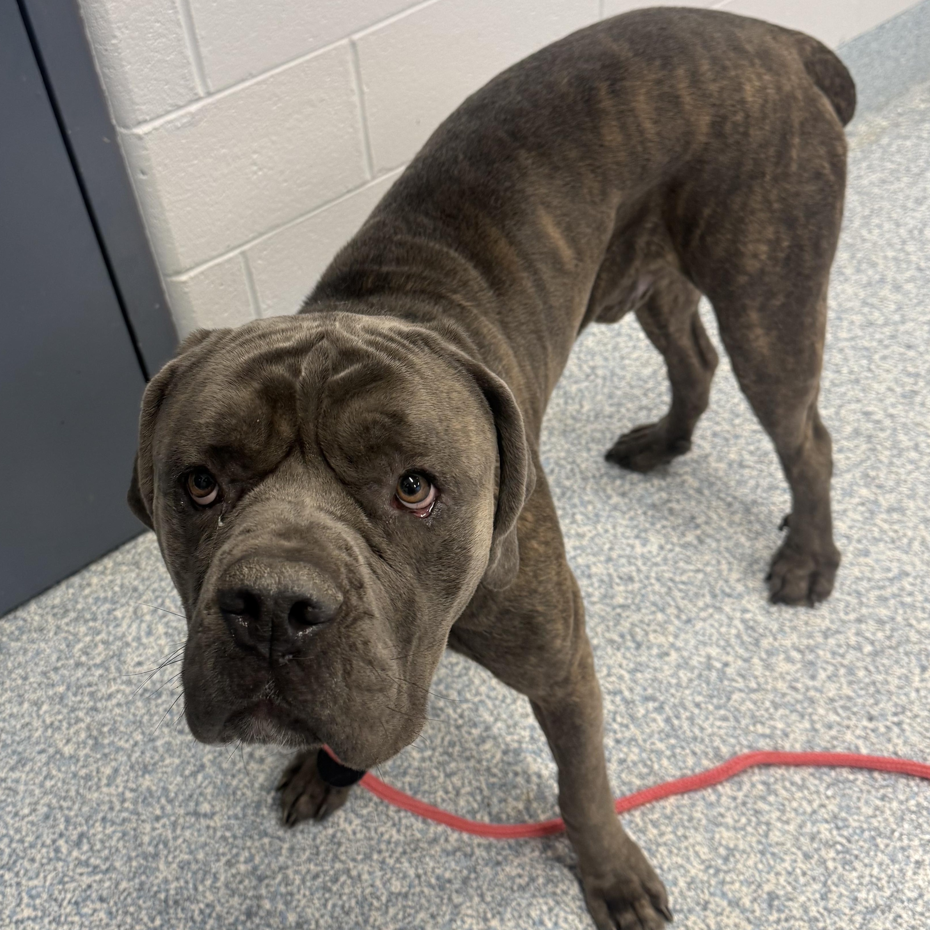 Enlarge Zeus, a ADOPTABLE mixed breed in Stafford, VA image 2/2