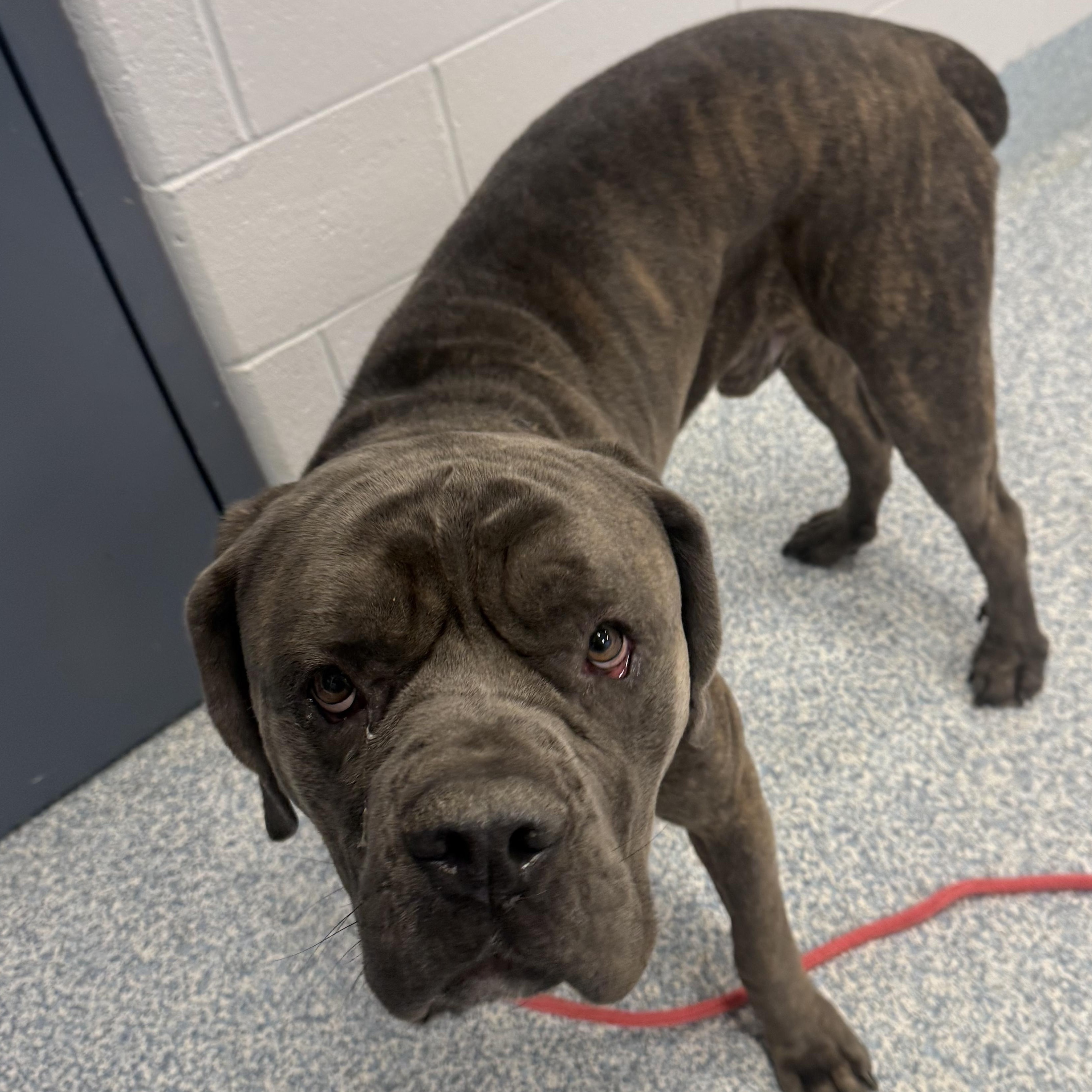 Enlarge Zeus, a ADOPTABLE mixed breed in Stafford, VA image 1/2