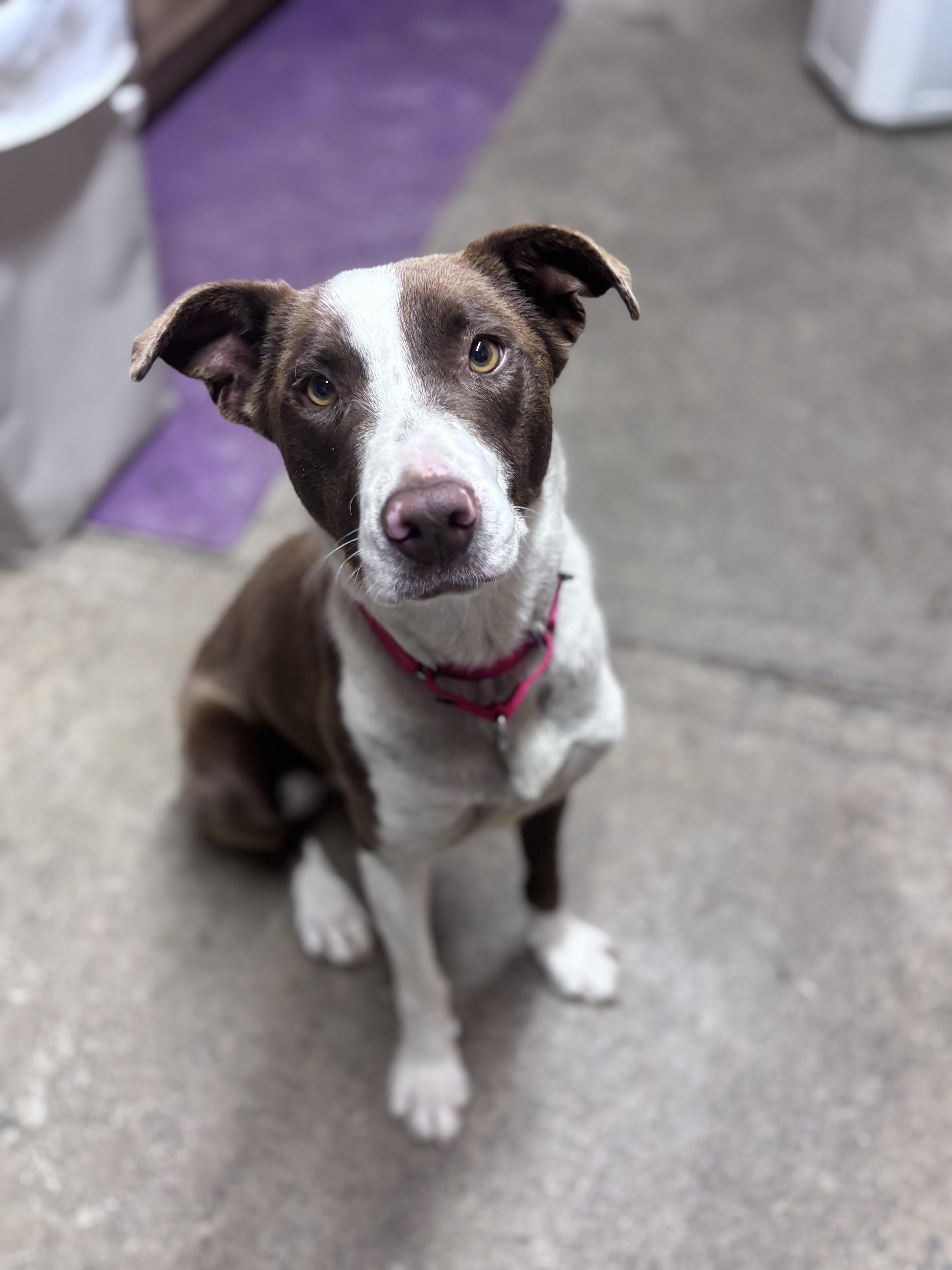 Enlarge Clover, a ADOPTABLE mixed breed in Grafton, WV image 1/4