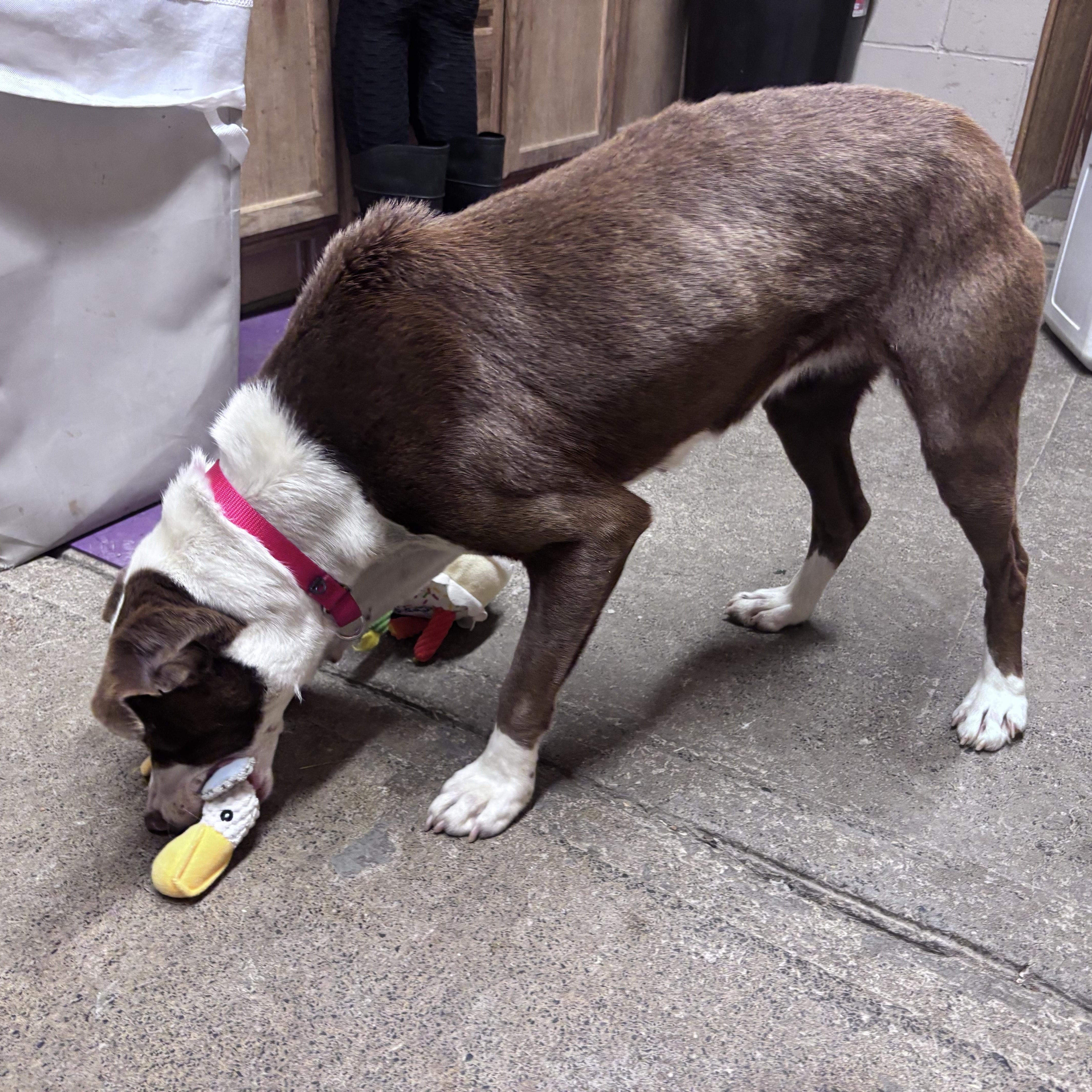 Enlarge Clover, a ADOPTABLE mixed breed in Grafton, WV image 4/4