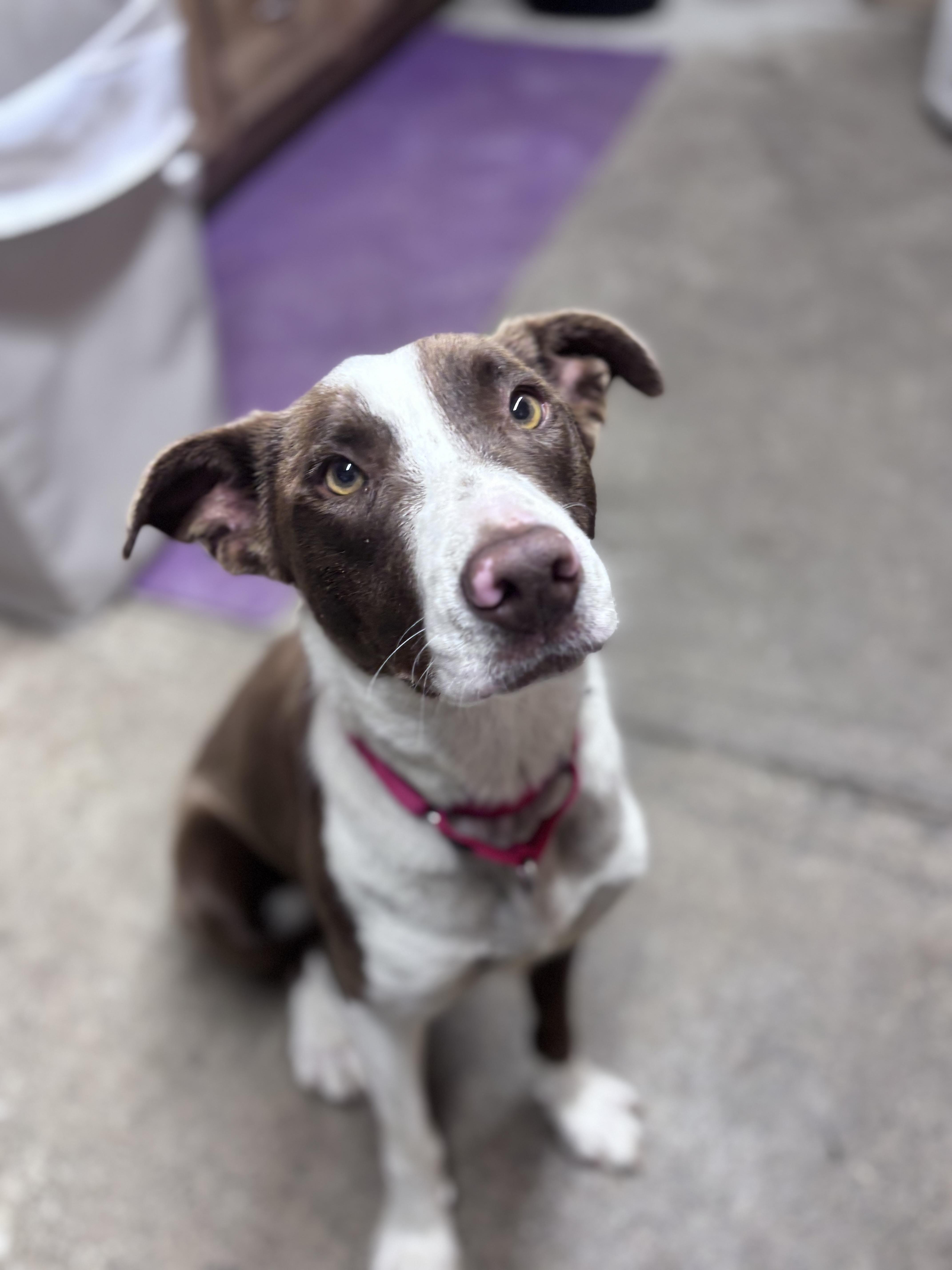 Enlarge Clover, a ADOPTABLE mixed breed in Grafton, WV image 3/4