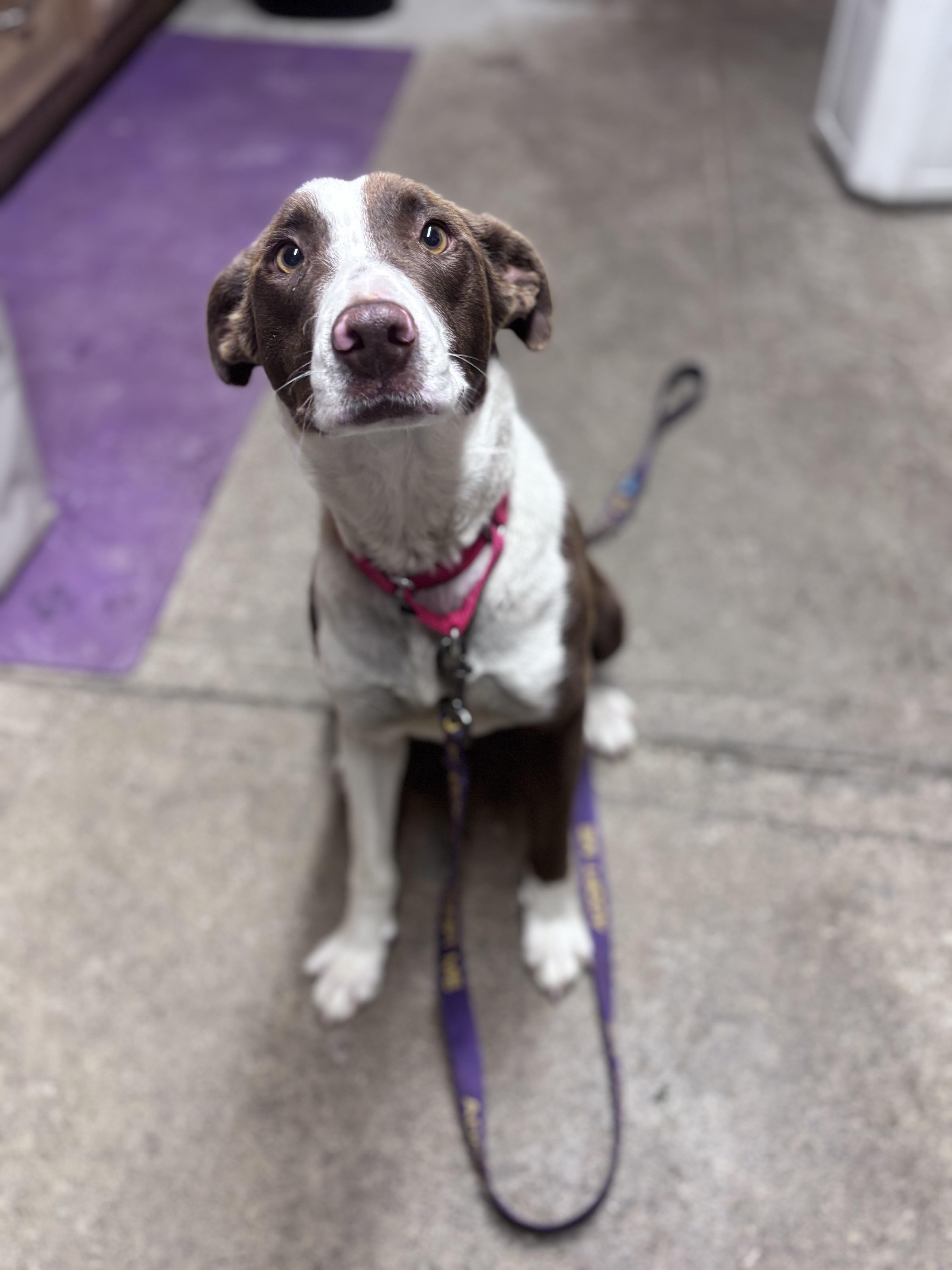 Enlarge Clover, a ADOPTABLE mixed breed in Grafton, WV image 2/4