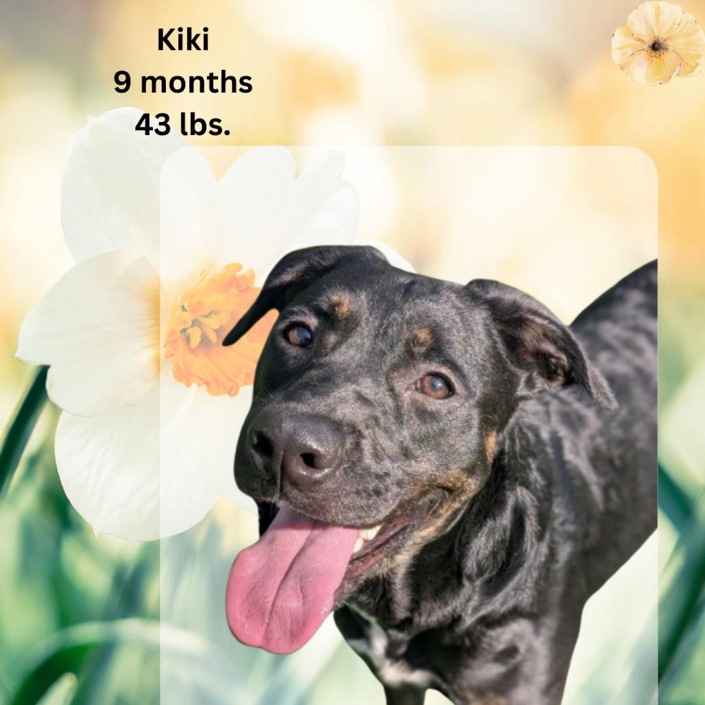 Enlarge Kiki, a Adoptable mixed breed in Shinnston, WV image 1/3