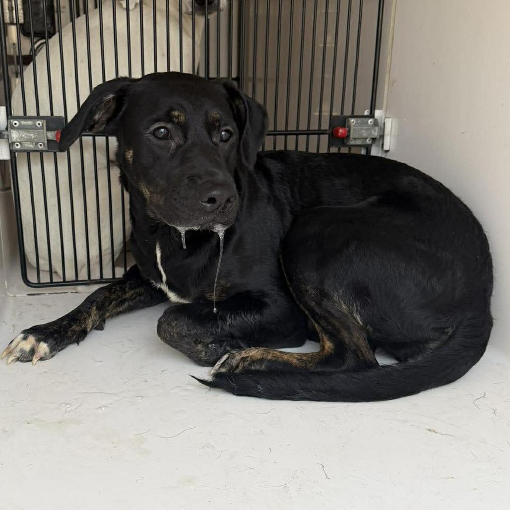 Enlarge Kiki, a Adoptable mixed breed in Shinnston, WV image 3/3