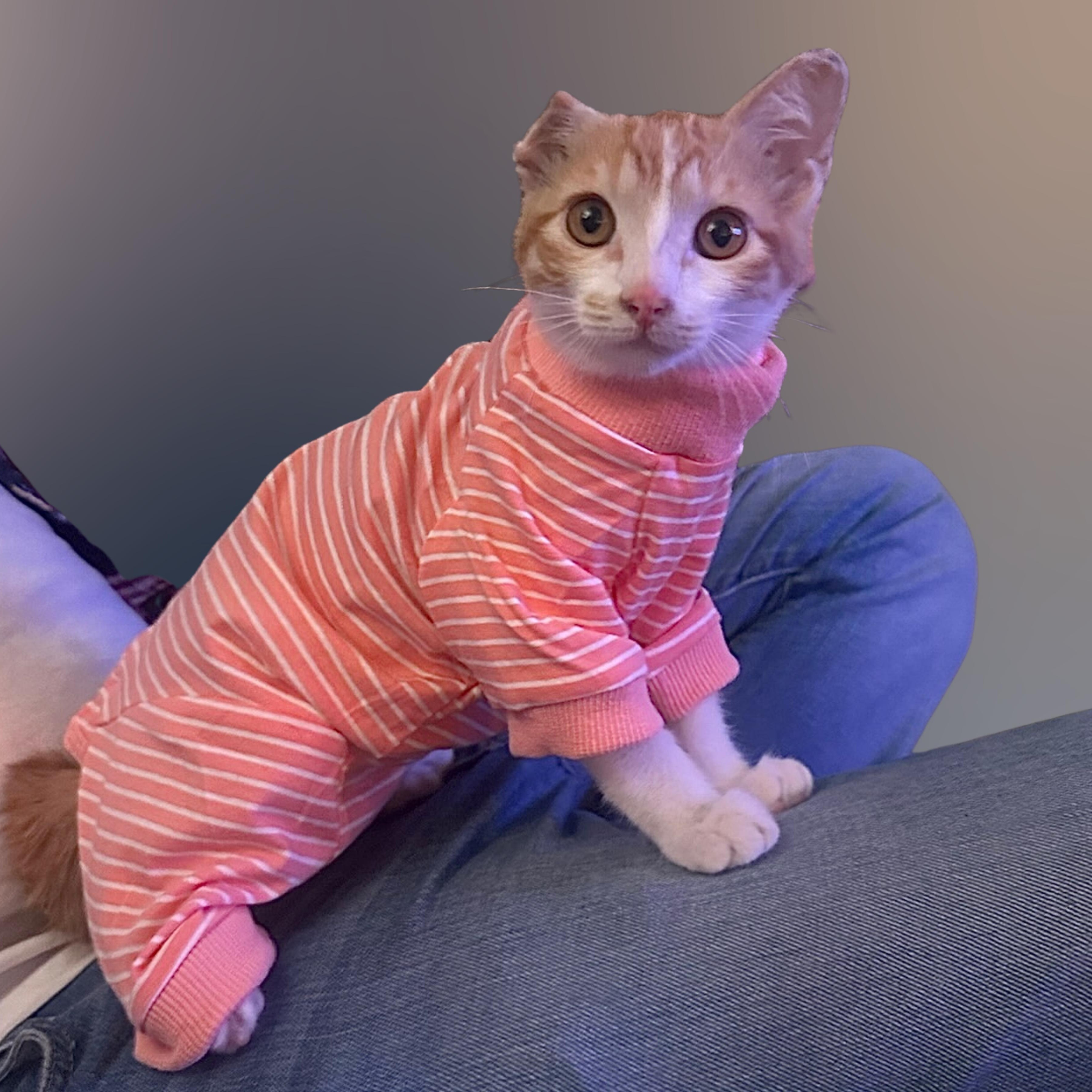 Enlarge Pearl, an adopted Domestic Short Hair in Sherman Oaks, CA image 1/1