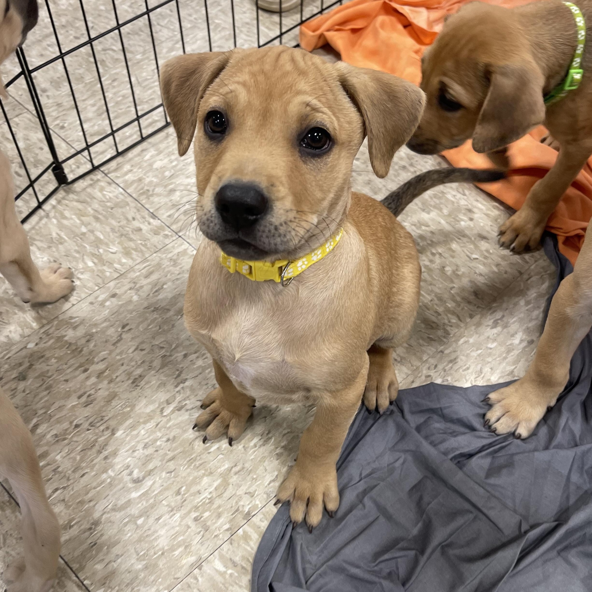 Finn, adopted, Puppy Male Labrador Retriever & Carolina Dog.