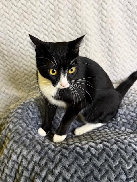 Enlarge Princess, a ADOPTABLE Domestic Short Hair in Comfort, TX image 2/2