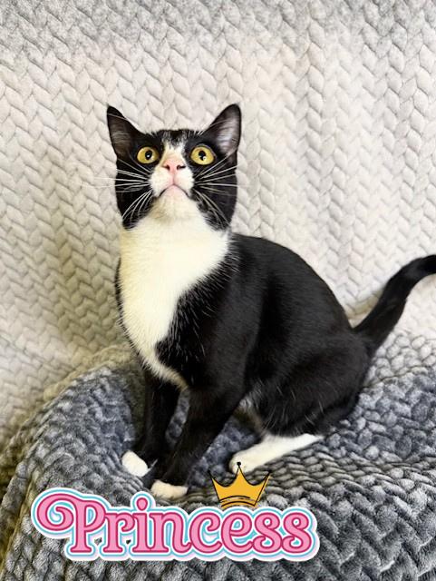 Enlarge Princess, a ADOPTABLE Domestic Short Hair in Comfort, TX image 1/2