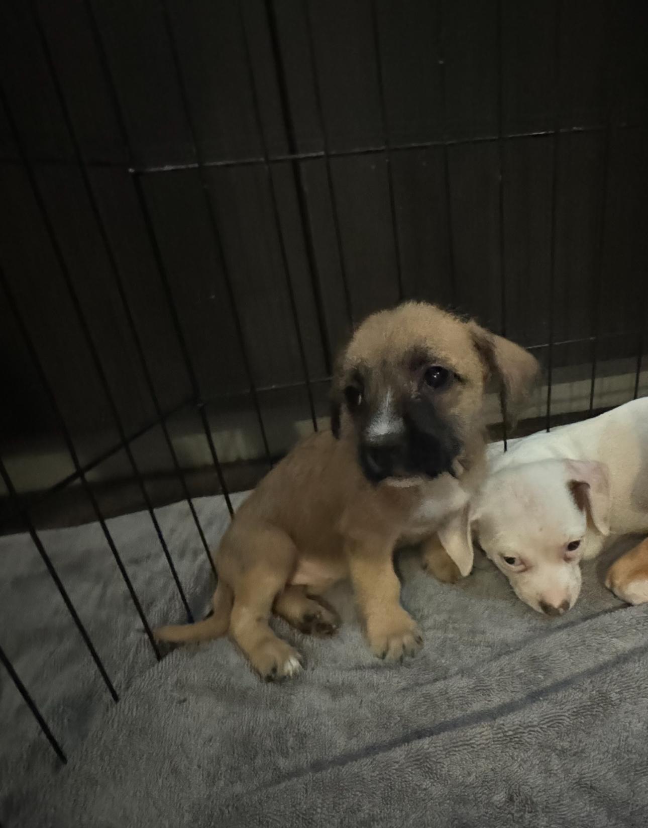 Enlarge Sky, a Adoptable mixed breed in Los Angeles, CA image 2/4