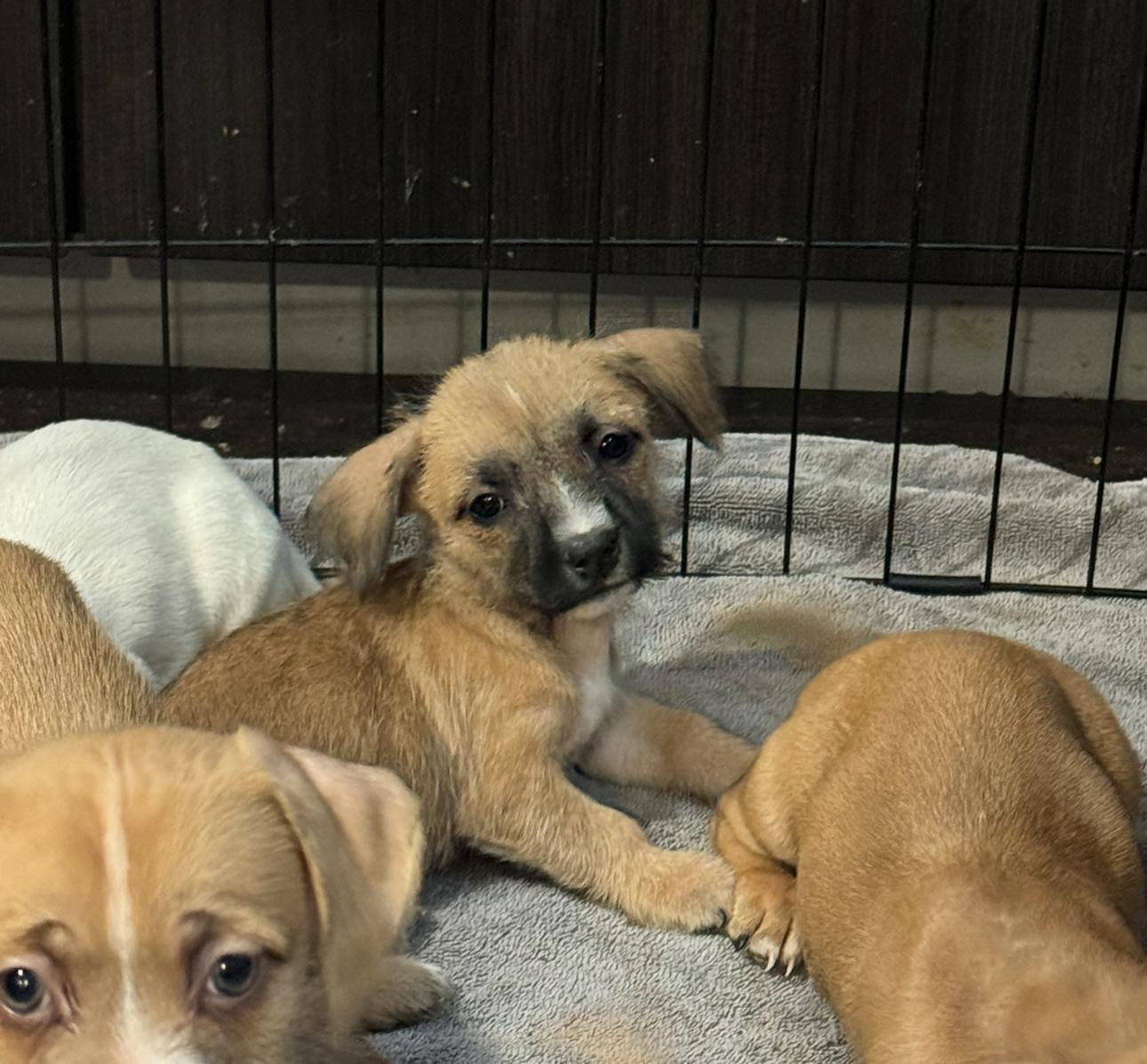 Sky, Adoptable, Puppy Female Chihuahua.