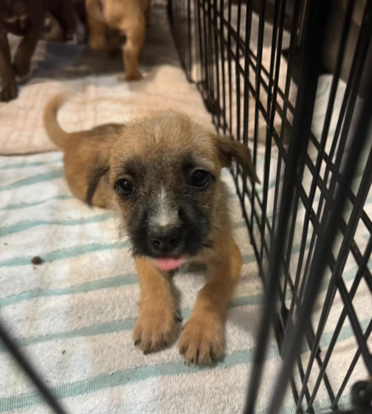 Enlarge Sky, a Adoptable mixed breed in Los Angeles, CA image 4/4