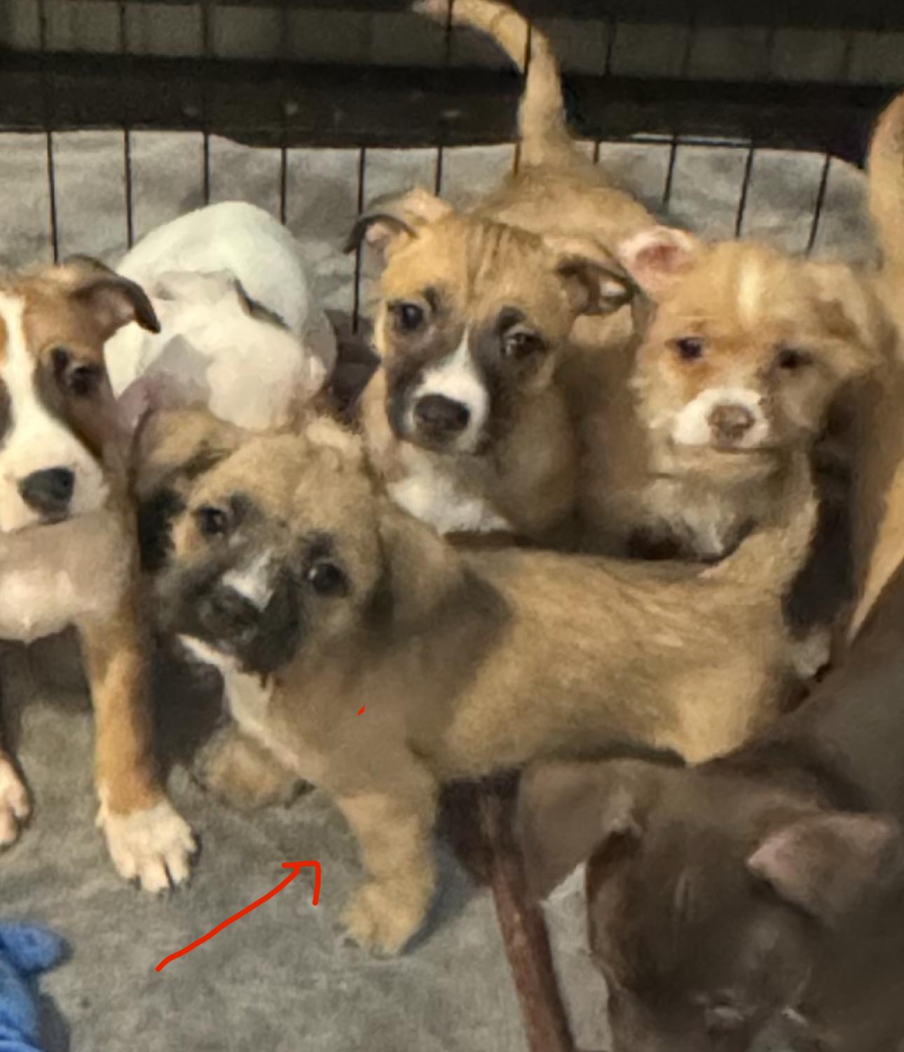 Enlarge Sky, a Adoptable mixed breed in Los Angeles, CA image 3/4