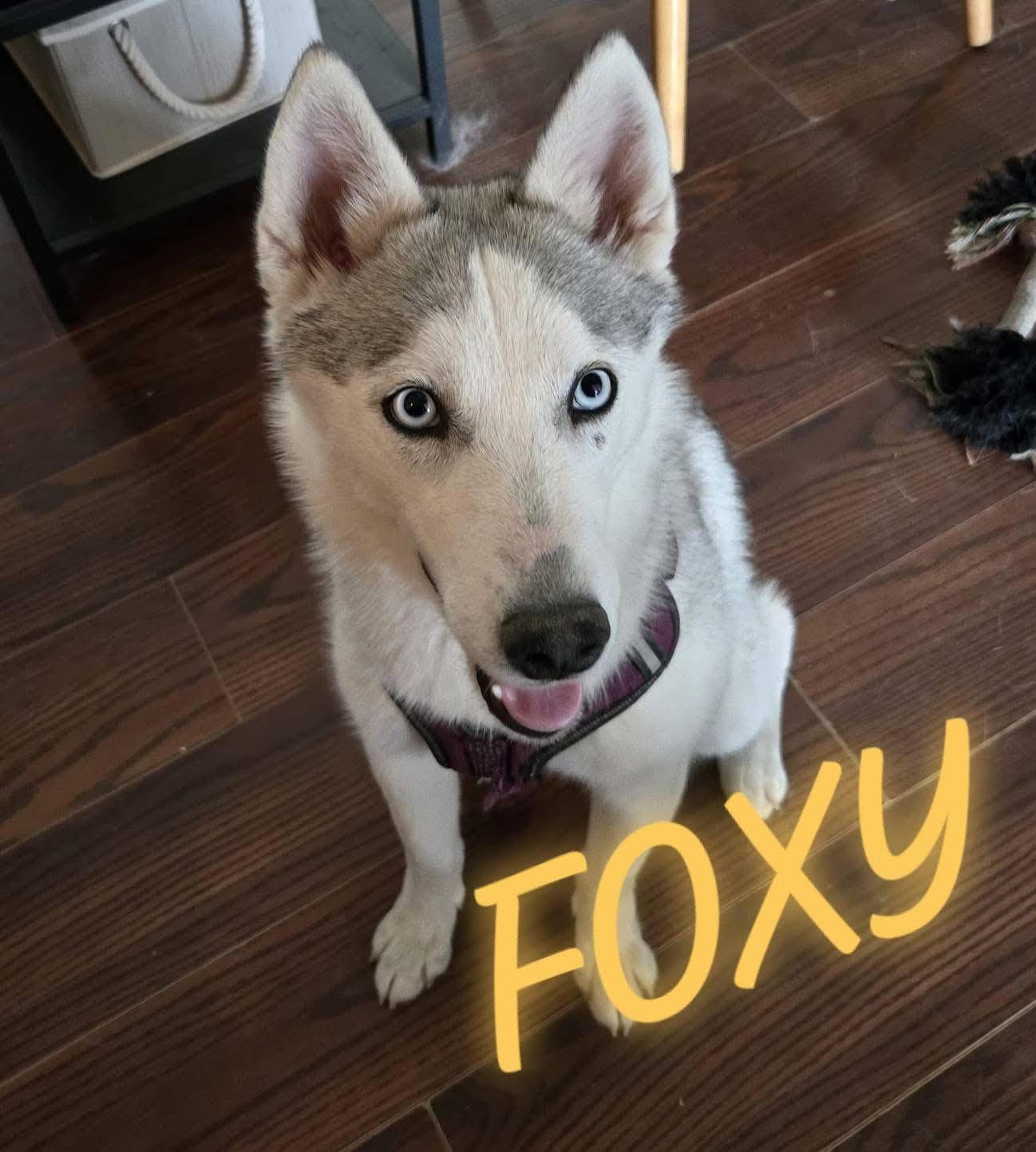 Foxy/Roxy, Adopted, Young Female Husky.