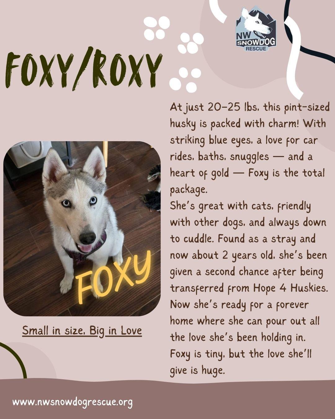 Enlarge Foxy/Roxy, a Adopted Husky in Deer Park, WA image 2/2