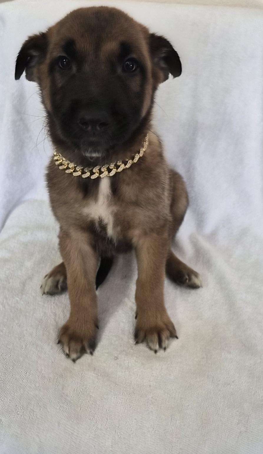 Ostend, an adoptable Belgian Shepherd / Malinois in Orlando, FL image 1/6