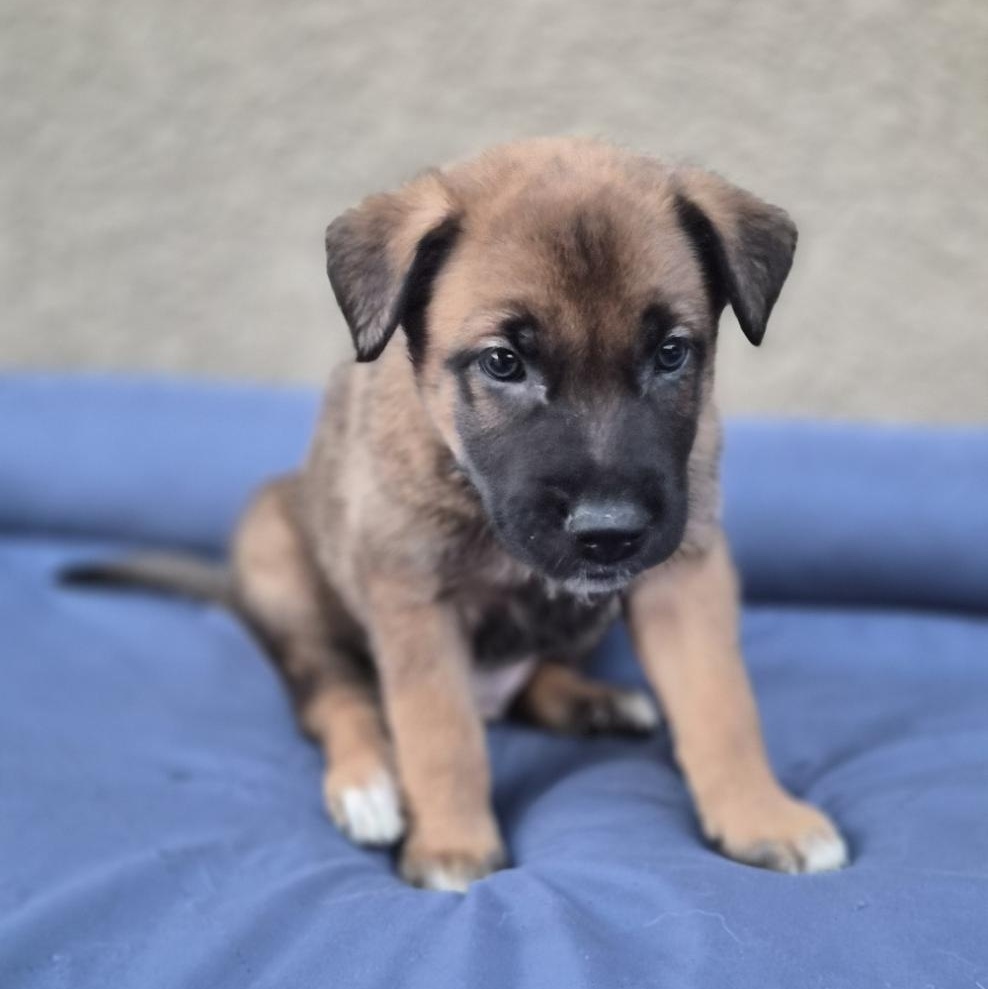 Ostend, an adoptable Belgian Shepherd / Malinois in Orlando, FL image 6/6