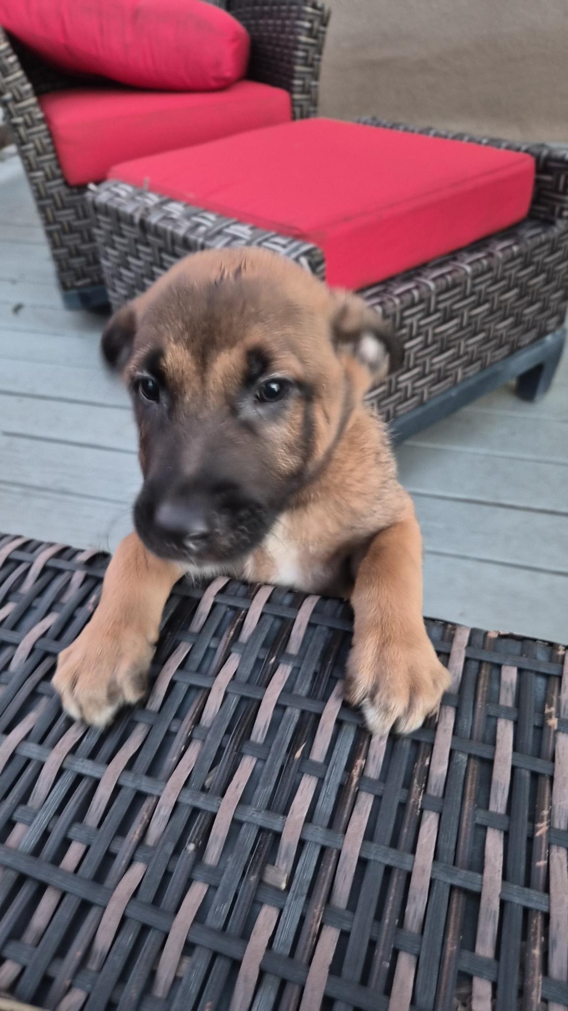 Ostend, an adoptable Belgian Shepherd / Malinois in Orlando, FL image 2/6