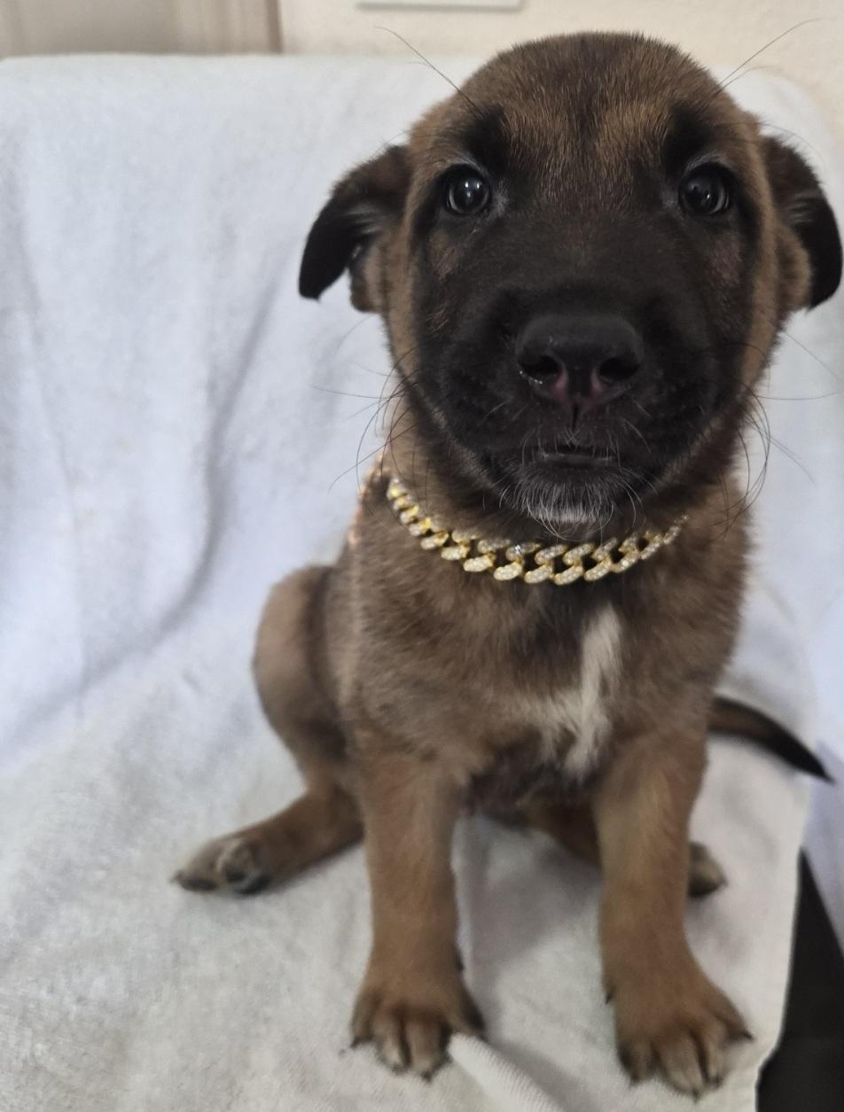 Ostend, an adoptable Belgian Shepherd / Malinois in Orlando, FL image 3/6