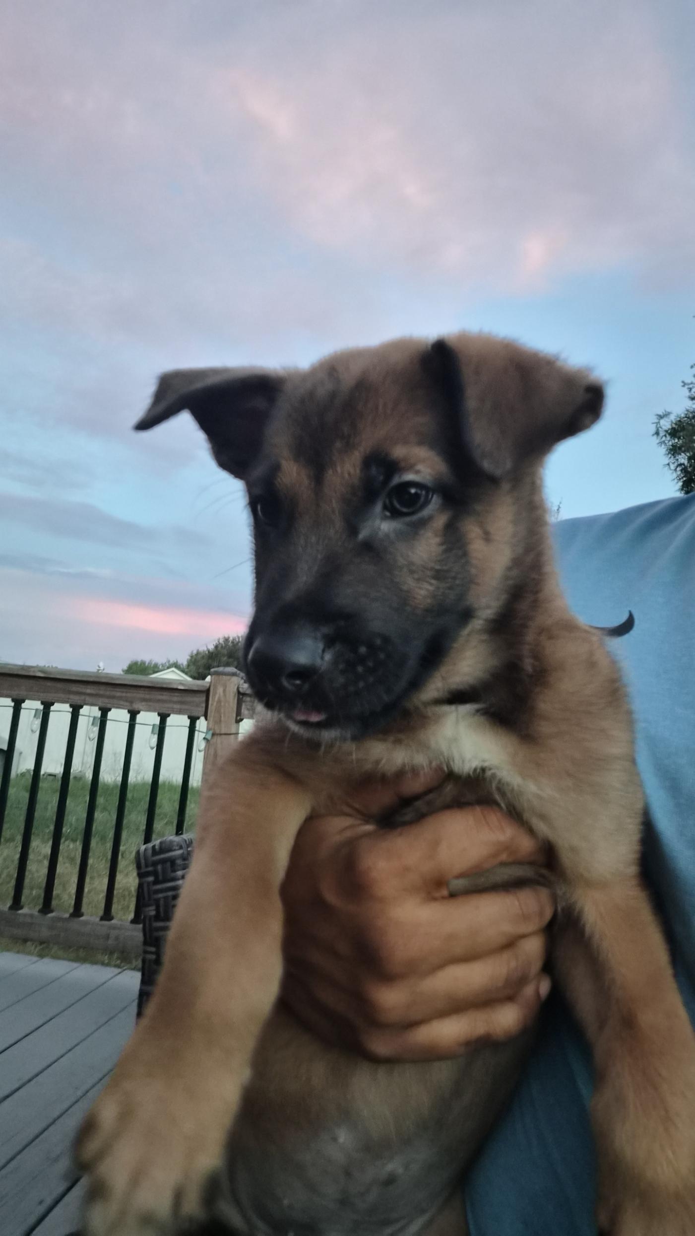 Ostend, an adoptable Belgian Shepherd / Malinois in Orlando, FL image 4/6