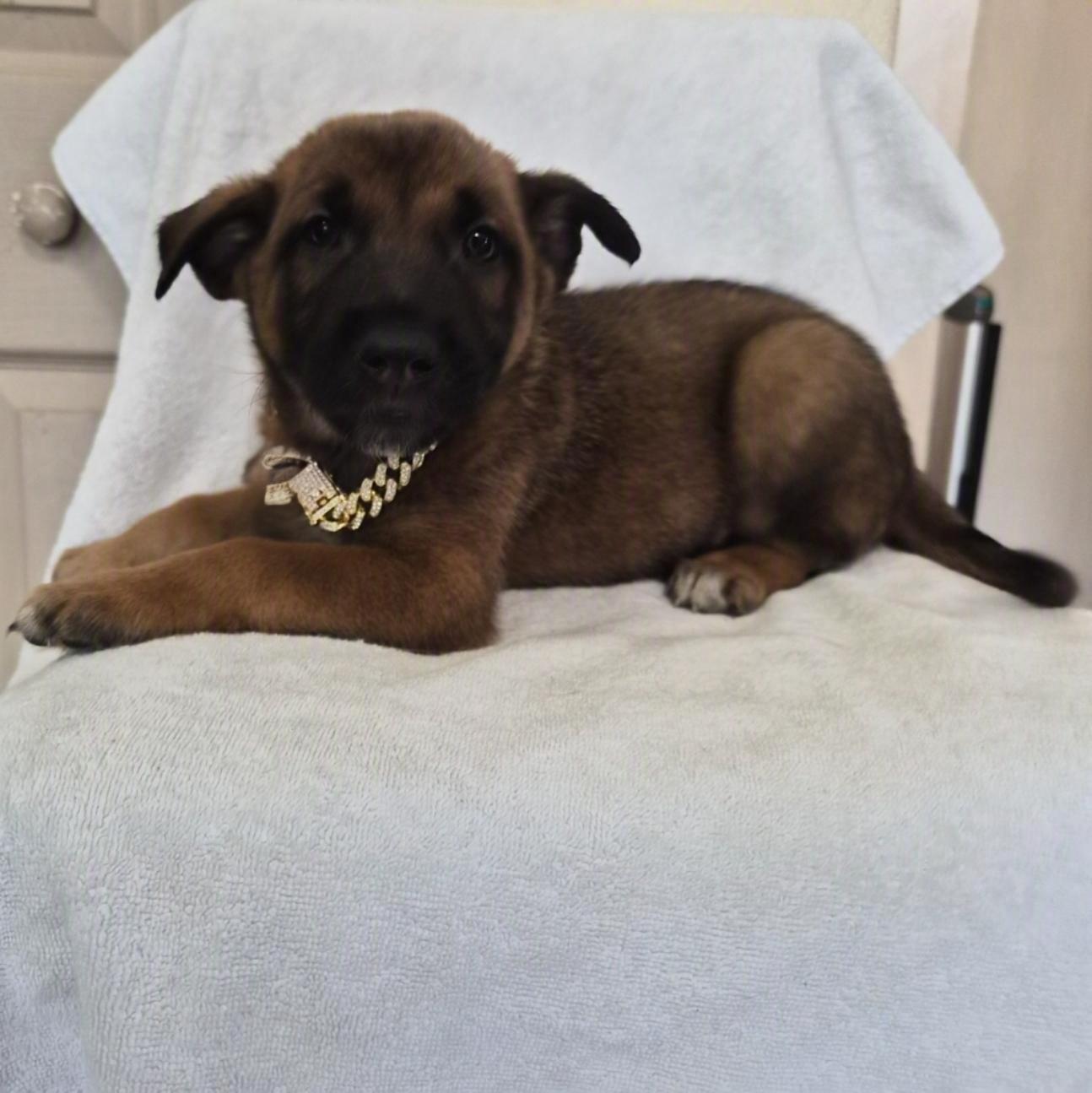 Ostend, an adoptable Belgian Shepherd / Malinois in Orlando, FL image 5/6