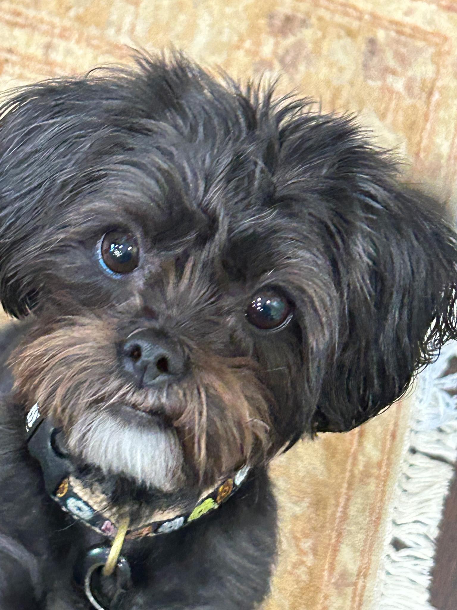 Bear - IN FOSTER, AVAILABLE TO ADOPT , ADOPTABLE, Young Female Shih Tzu.
