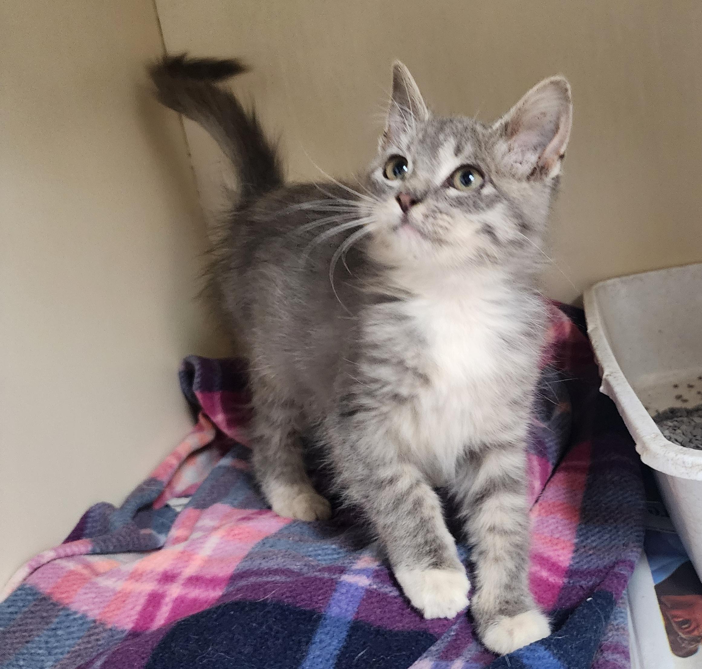 Enlarge Jewel, an adopted Domestic Medium Hair in Tulsa, OK image 1/1