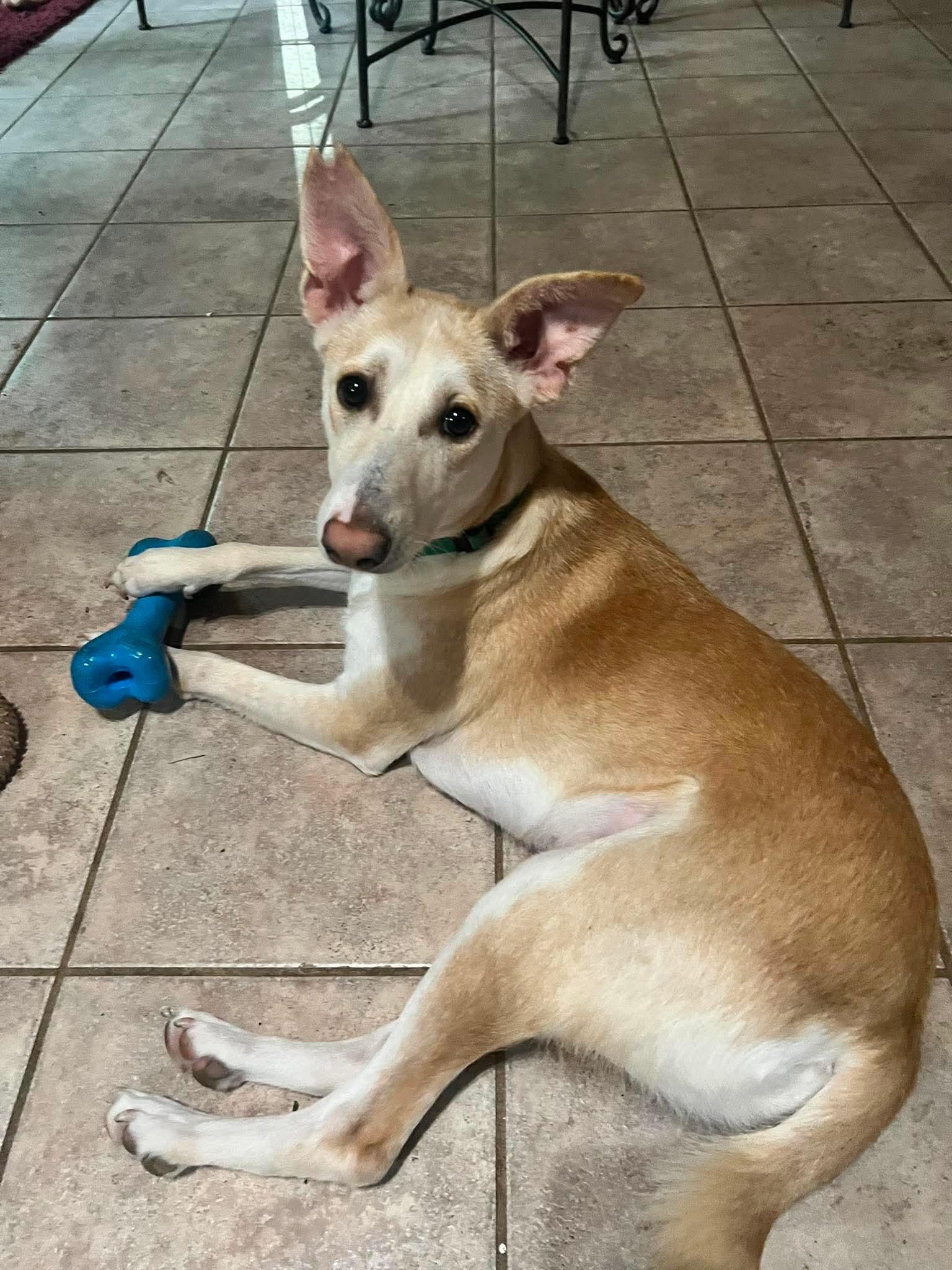 Rambo, a ADOPTABLE mixed breed in Palos Heights, IL image 3/4