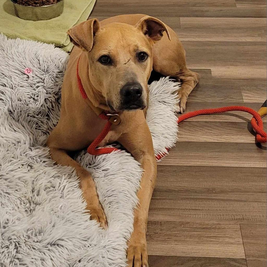 Winona JuM, Adoptable, Adult Female Weimaraner & Pit Bull Terrier.