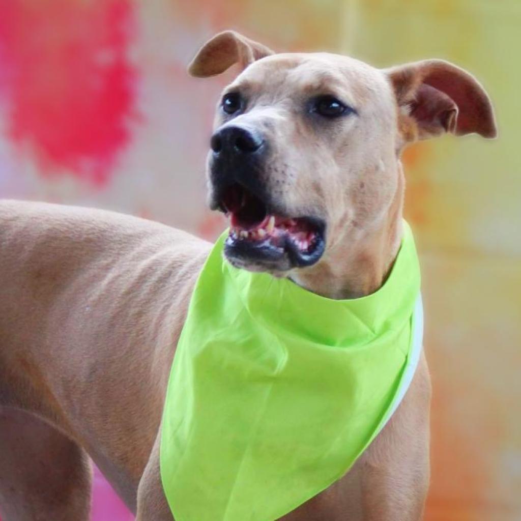 Winona JuM, a Adoptable mixed breed in Austin, TX image 2/6