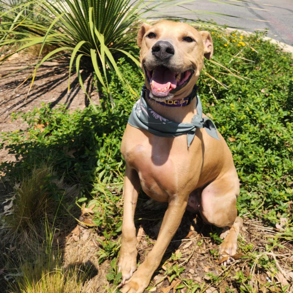 Winona JuM, Adoptable, Adult Female Weimaraner & Pit Bull Terrier.