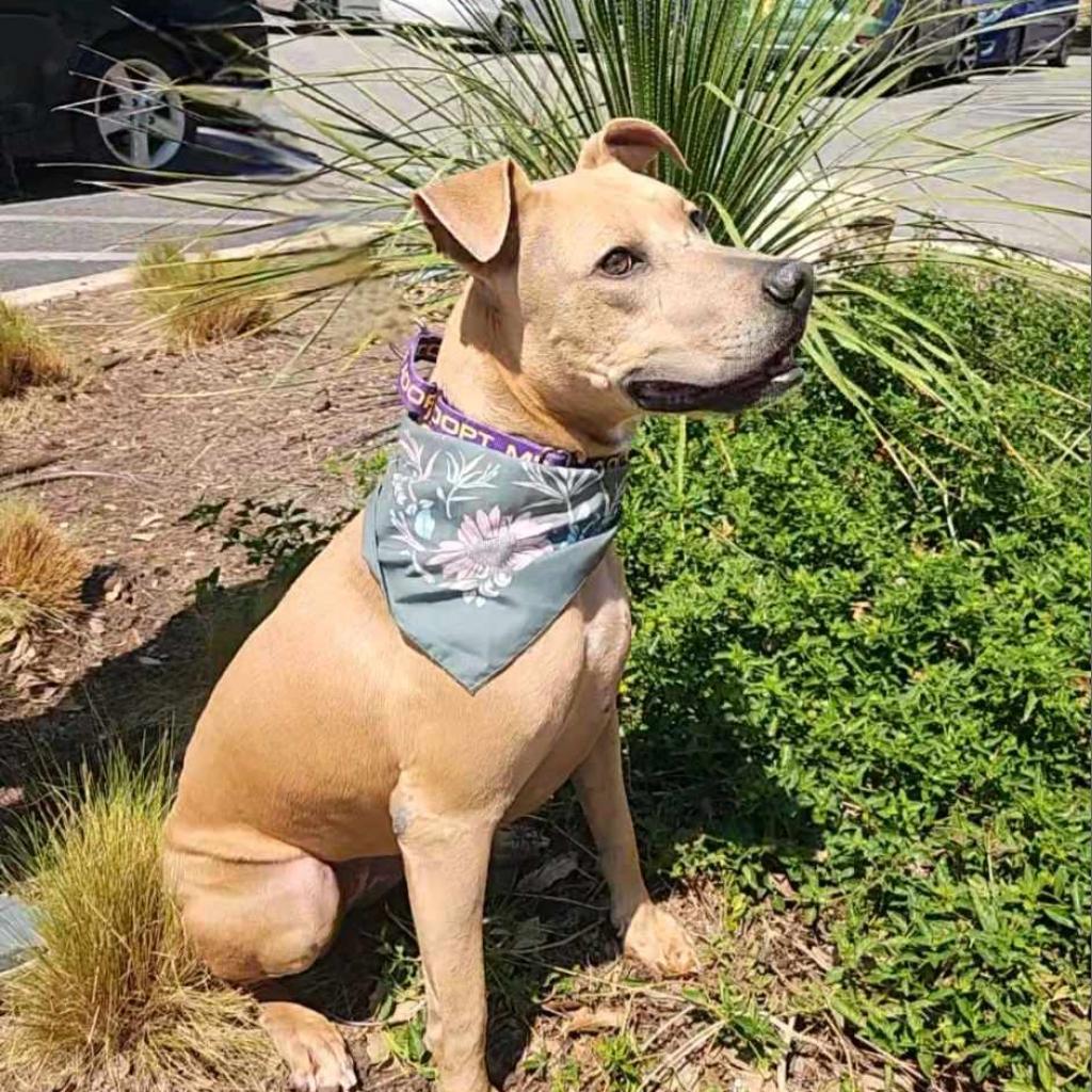 Winona JuM, Adoptable, Adult Female Weimaraner & Pit Bull Terrier.