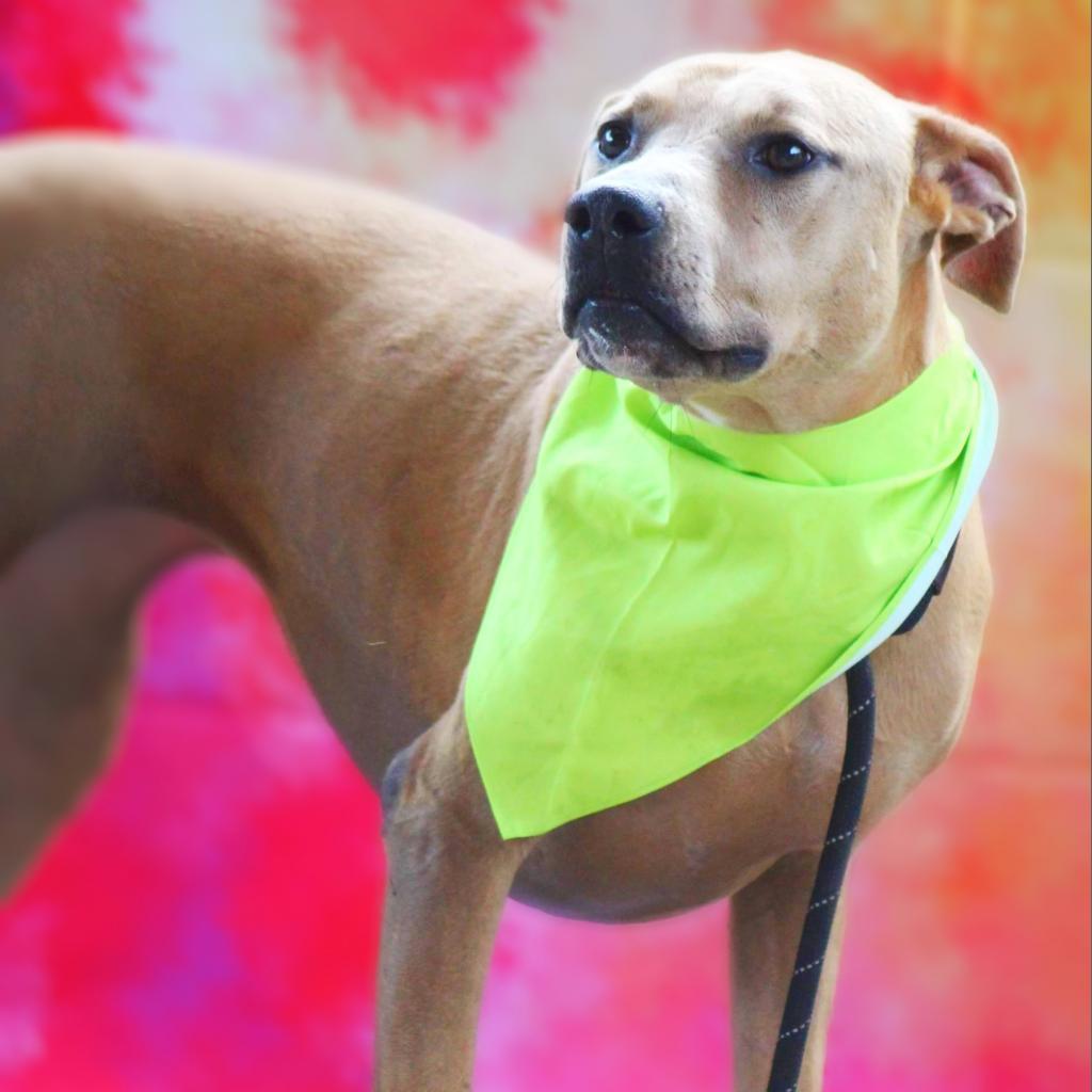 Winona JuM, a Adoptable mixed breed in Austin, TX image 4/6