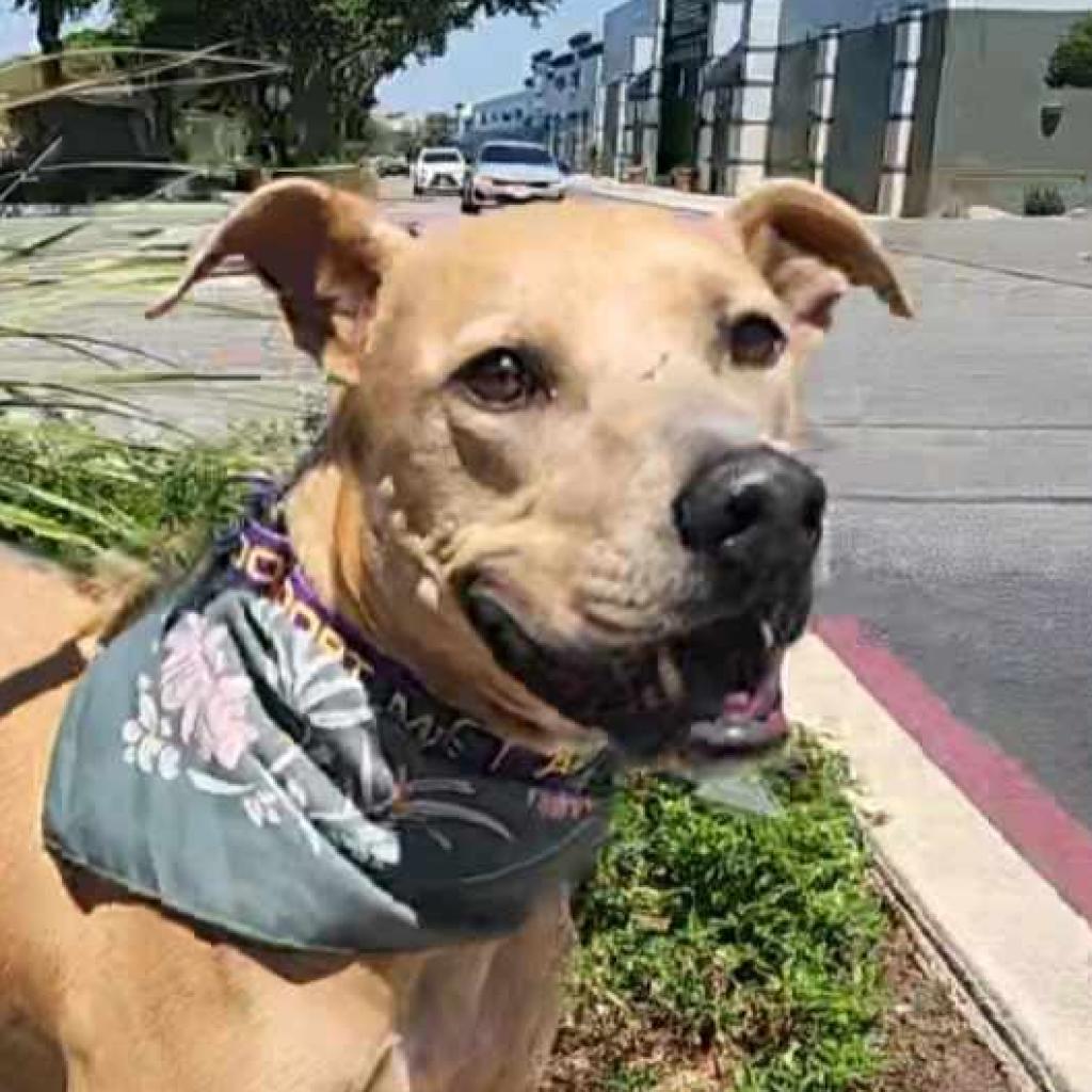 Winona JuM, a Adoptable mixed breed in Austin, TX image 6/6