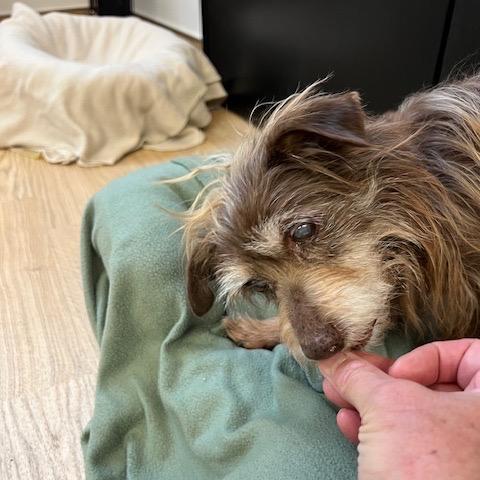 Zoom 13881, Adoptable, Senior Male Terrier.