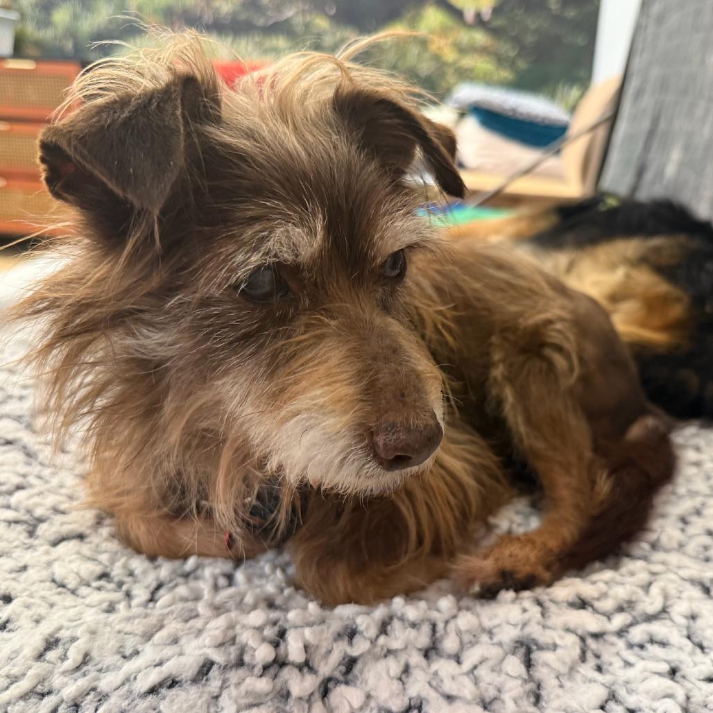 Enlarge Zoom 13881, a Adoptable Terrier in San Francisco, CA image 2/6