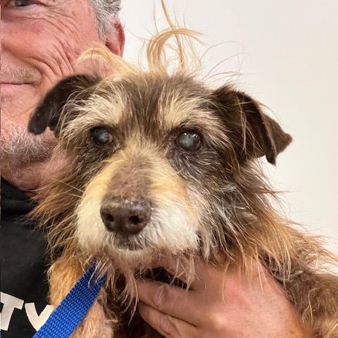 Enlarge Zoom 13881, a Adoptable Terrier in San Francisco, CA image 3/6