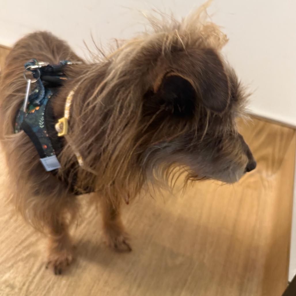 Enlarge Zoom 13881, a Adoptable Terrier in San Francisco, CA image 3/6